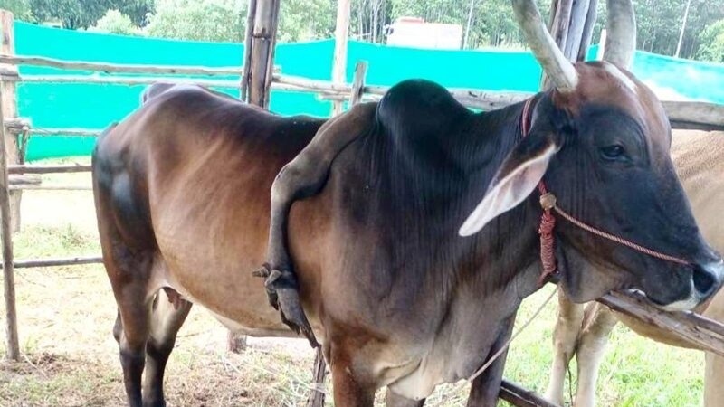 Con bò 5 chân được trả 826 triệu đồng, người đàn ông từ chối bán- Ảnh 1.
