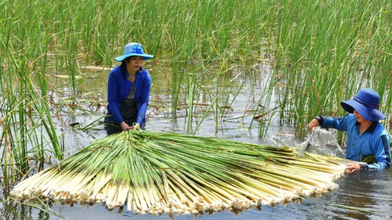 Từ cỏ dại, người dân miền Tây đã tạo nên món đặc sản dân dã khiến ai cũng muốn mua về làm quà- Ảnh 2.