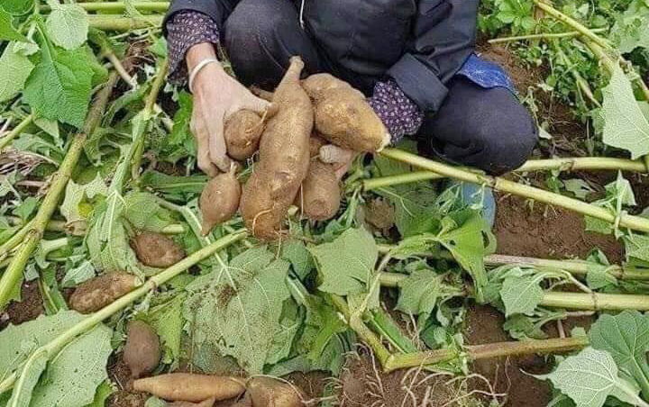 Sâm đất - Món quà từ lòng đất ăn giòn ngon lại mát, để càng lâu càng ngọt- Ảnh 2.