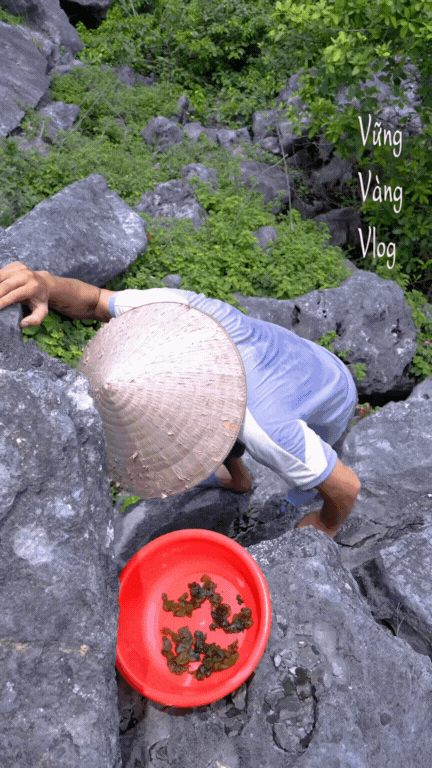 Không phải dê núi và cơm cháy, thứ 