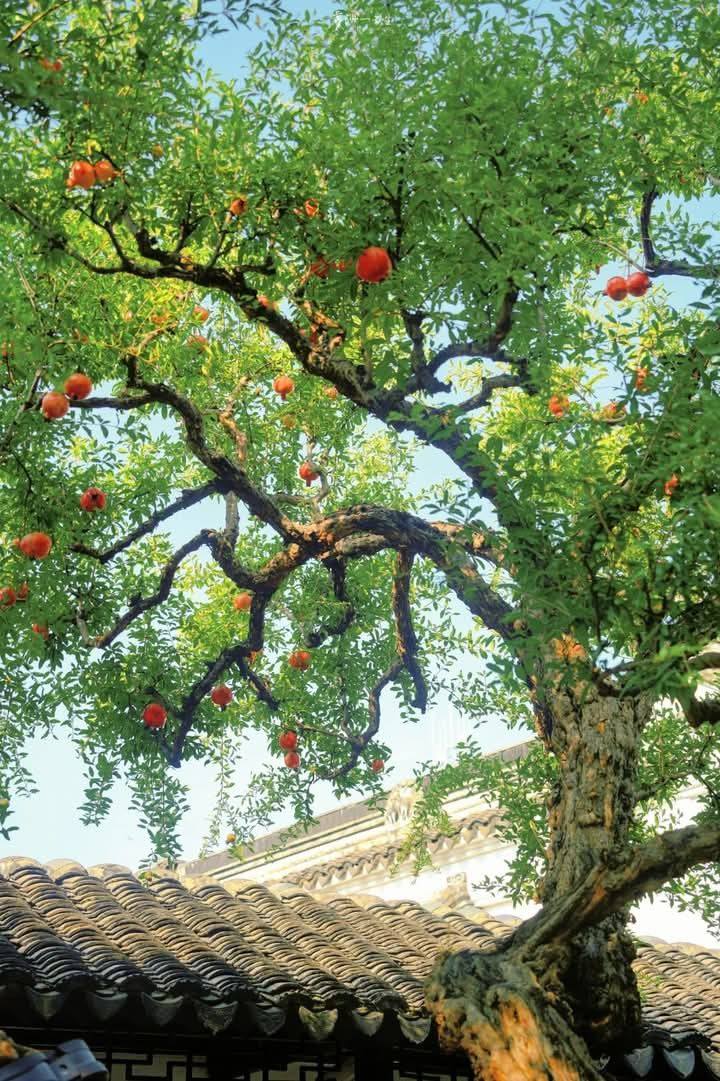 Vì sao nhà giàu Trung Quốc thường trồng 1 cây lựu trước cửa nhà? Ý nghĩa sâu xa đằng sau gây bất ngờ- Ảnh 3.