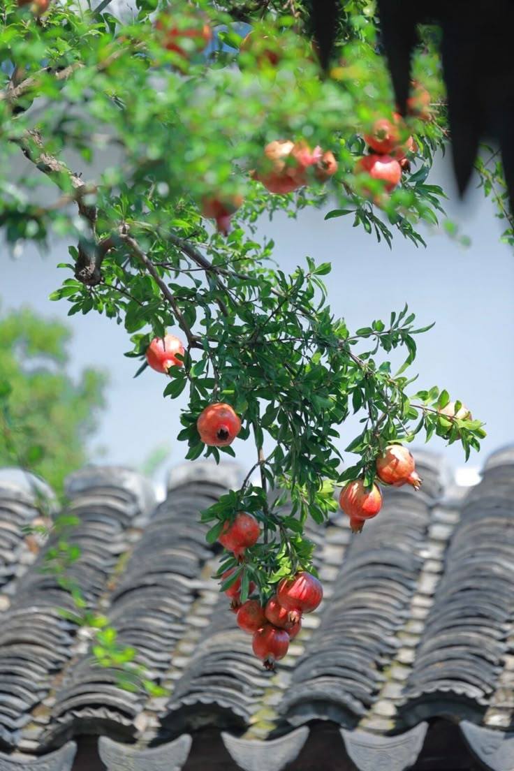 Vì sao nhà giàu Trung Quốc thường trồng 1 cây lựu trước cửa nhà? Ý nghĩa sâu xa đằng sau gây bất ngờ- Ảnh 2.