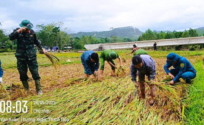 Công an Thanh Hóa giúp dân gặt lúa "chạy" bão số 10 Bualoi- Ảnh 1.