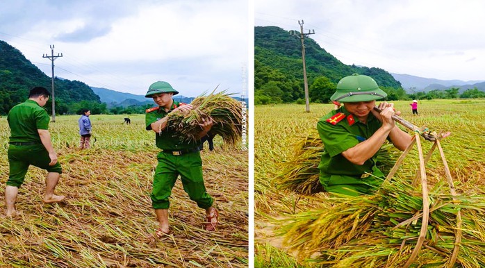 Công an Thanh Hóa giúp dân gặt lúa "chạy" bão số 10 Bualoi- Ảnh 6.