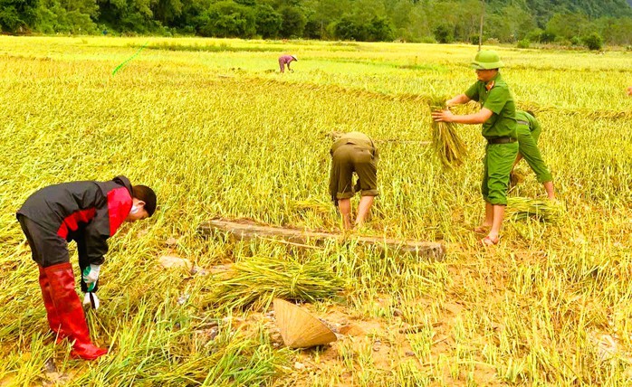 Công an Thanh Hóa giúp dân gặt lúa "chạy" bão số 10 Bualoi- Ảnh 2.