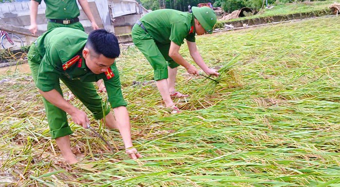 Công an Thanh Hóa giúp dân gặt lúa "chạy" bão số 10 Bualoi- Ảnh 5.