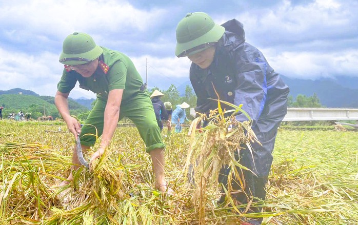 Công an Thanh Hóa giúp dân gặt lúa "chạy" bão số 10 Bualoi- Ảnh 3.