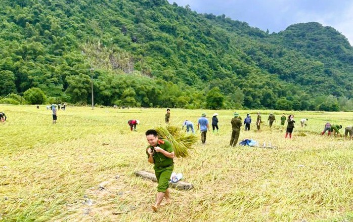 Công an Thanh Hóa giúp dân gặt lúa "chạy" bão số 10 Bualoi- Ảnh 7.