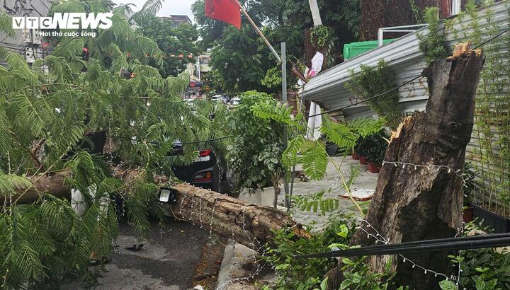 Cây phượng cổ thụ gãy ngang thân, đè trúng người đi đường ở Hải Phòng- Ảnh 3.