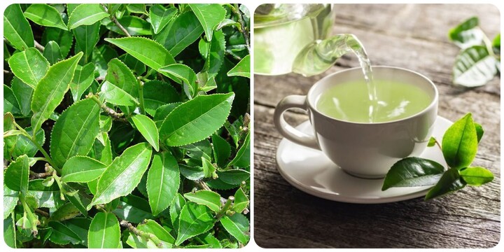 Uống trà xanh mỗi ngày có tác dụng gì?- Ảnh 1.