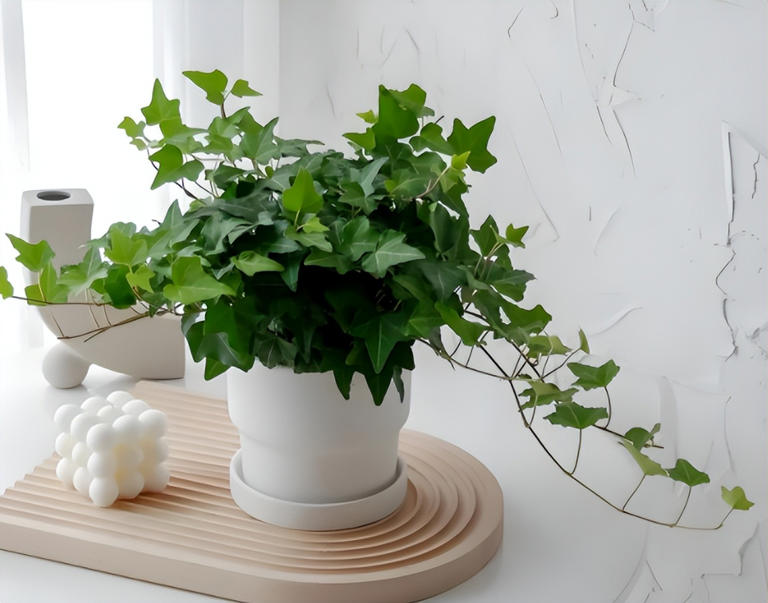 7 loại cây là “máy lọc không khí tự nhiên” nên có trong nhà vệ sinh- Ảnh 2.