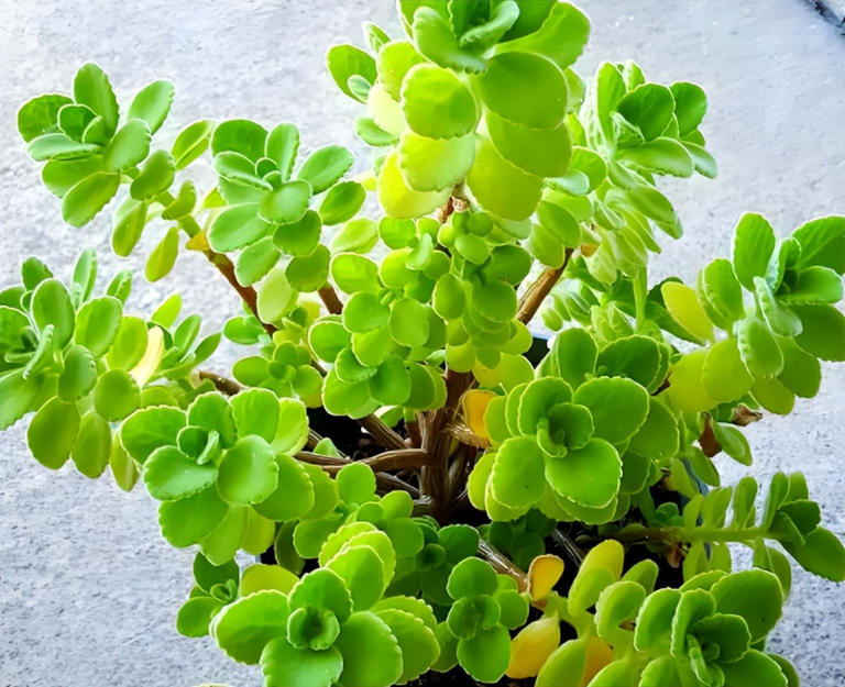 7 loại cây là “máy lọc không khí tự nhiên” nên có trong nhà vệ sinh- Ảnh 4.