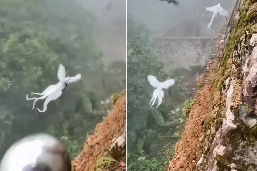 Thấy đàn 'phượng hoàng trắng' bay lượn giữa trời, chuyên gia nói: Đây là loài chim quý cần được bảo vệ- Ảnh 1.