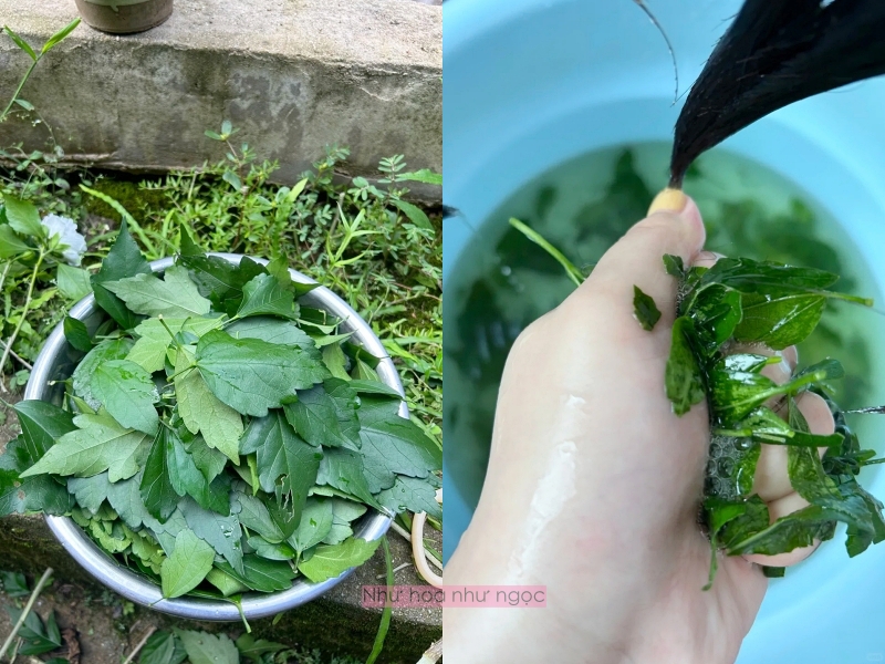 Nghe lời bà ngoại, tôi thử gội đầu bằng lá dâm bụt và phát hiện ra đây chính là Nghe lời bà ngoại, tôi thử gội đầu bằng lá dâm bụt và phát hiện ra đây chính là