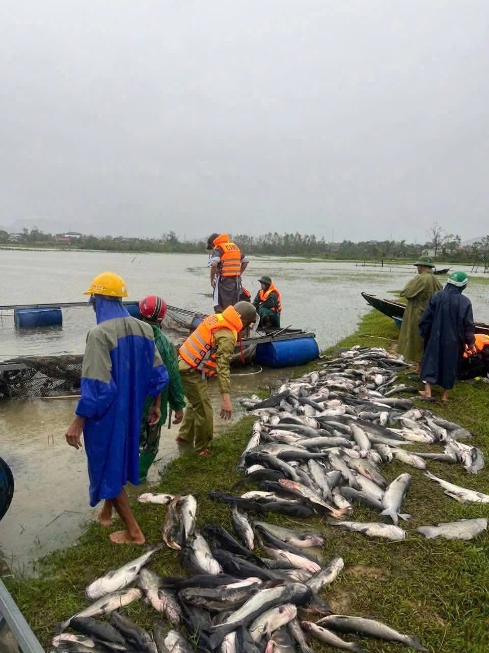 Bão số 10 Bualoi: 11 người thiệt mạng do bão; Ninh Bình đang là tỉnh chịu thiệt hại nặng nhất về người- Ảnh 5.