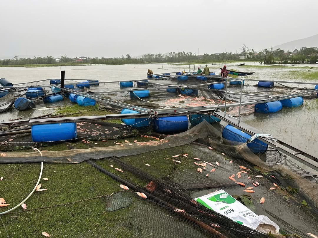 Bão số 10 Bualoi: 11 người thiệt mạng do bão; Ninh Bình đang là tỉnh chịu thiệt hại nặng nhất về người- Ảnh 6.
