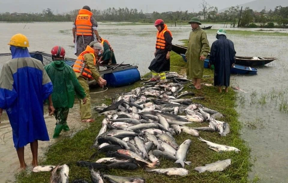 Bão số 10 Bualoi: 11 người thiệt mạng do bão; Ninh Bình đang là tỉnh chịu thiệt hại nặng nhất về người- Ảnh 7.