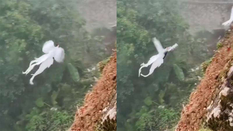 Thấy đàn 'phượng hoàng trắng' bay lượn giữa trời, chuyên gia nói: Đây là loài chim quý cần được bảo vệ- Ảnh 2.