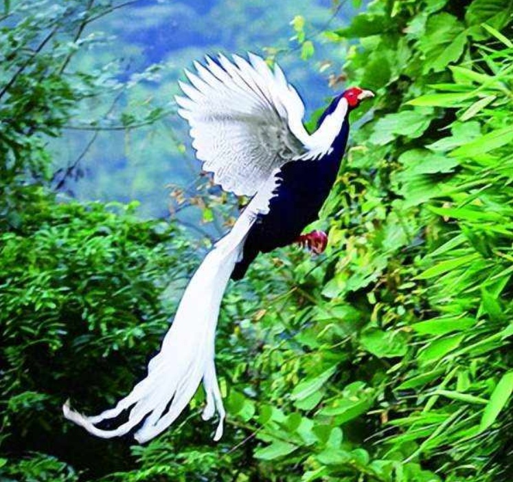 Thấy đàn 'phượng hoàng trắng' bay lượn giữa trời, chuyên gia nói: Đây là loài chim quý cần được bảo vệ- Ảnh 4.