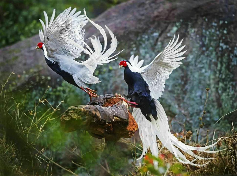 Thấy đàn 'phượng hoàng trắng' bay lượn giữa trời, chuyên gia nói: Đây là loài chim quý cần được bảo vệ- Ảnh 3.