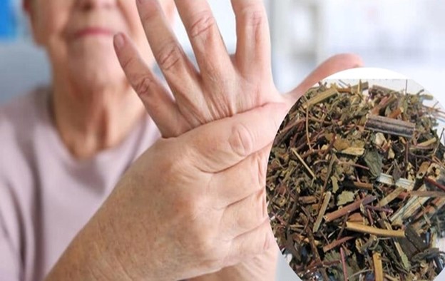 Loại thảo dược mọc hoang nhiều nơi, rất tốt trong điều trị đau nhức xương khớp- Ảnh 3.