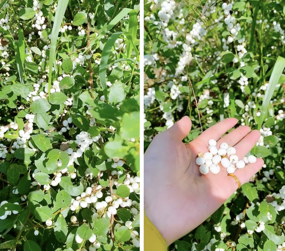 Việt Nam có loại quả mọc trắng xoá cả cây, từng gây chú ý trên mạng vì quá lạ mắt- Ảnh 1.