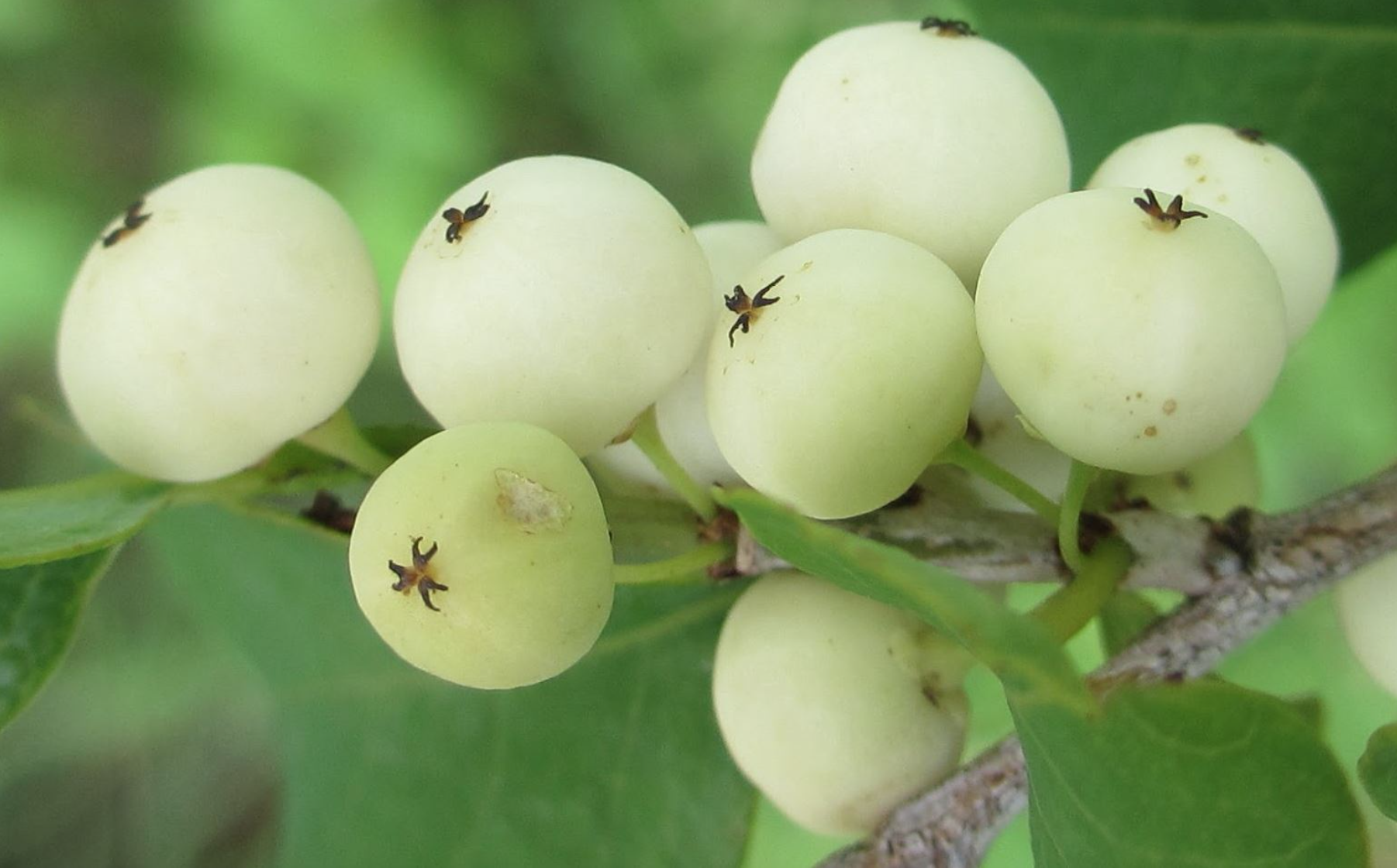 Việt Nam có loại quả mọc trắng xoá cả cây, từng gây chú ý trên mạng vì quá lạ mắt- Ảnh 3.