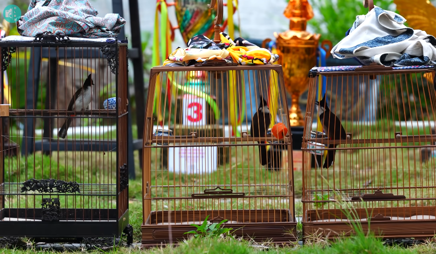 "Nữ hoàng chim chào mào" ở Gia Lai: Được trả 1,2 tỷ đồng/con vẫn không bán, xây dinh thự 2.000m2 giữ "kho báu biết hót"- Ảnh 5.