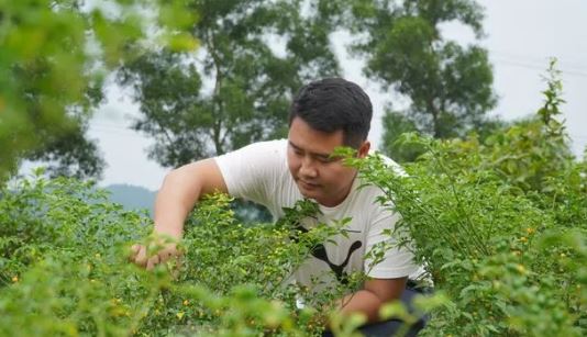 Loại quả đắt đỏ bậc nhất thế giới, 900 triệu đồng/kg, ở Việt Nam có người trồng thành công- Ảnh 4. Loại quả đắt đỏ bậc nhất thế giới, 900 triệu đồng/kg, ở Việt Nam có người trồng thành công- Ảnh 4.