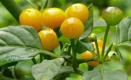 Loại quả đắt đỏ bậc nhất thế giới, 900 triệu đồng/kg, ở Việt Nam có người trồng thành công- Ảnh 2. Loại quả đắt đỏ bậc nhất thế giới, 900 triệu đồng/kg, ở Việt Nam có người trồng thành công- Ảnh 2.