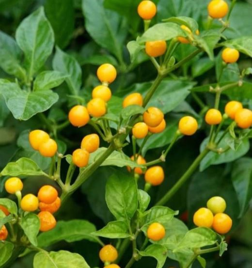 Loại quả đắt đỏ bậc nhất thế giới, 900 triệu đồng/kg, ở Việt Nam có người trồng thành công- Ảnh 1. Loại quả đắt đỏ bậc nhất thế giới, 900 triệu đồng/kg, ở Việt Nam có người trồng thành công- Ảnh 1.