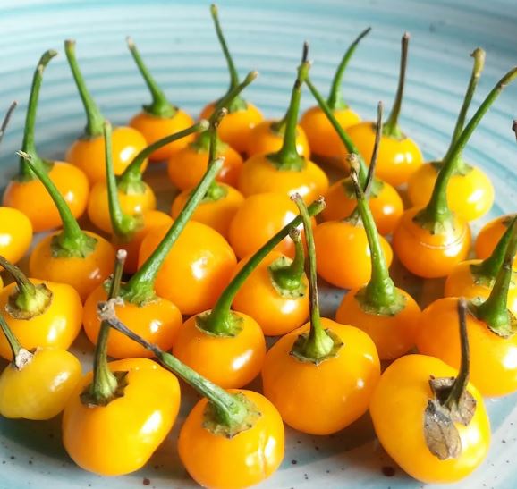 Loại quả đắt đỏ bậc nhất thế giới, 900 triệu đồng/kg, ở Việt Nam có người trồng thành công- Ảnh 3. Loại quả đắt đỏ bậc nhất thế giới, 900 triệu đồng/kg, ở Việt Nam có người trồng thành công- Ảnh 3.