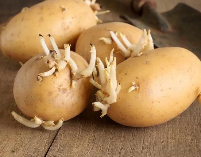 Lời cảnh báo chân tình: Thấy khoai tây có 5 dấu hiệu này thì tuyệt đối không mua, không ăn!- Ảnh 1.