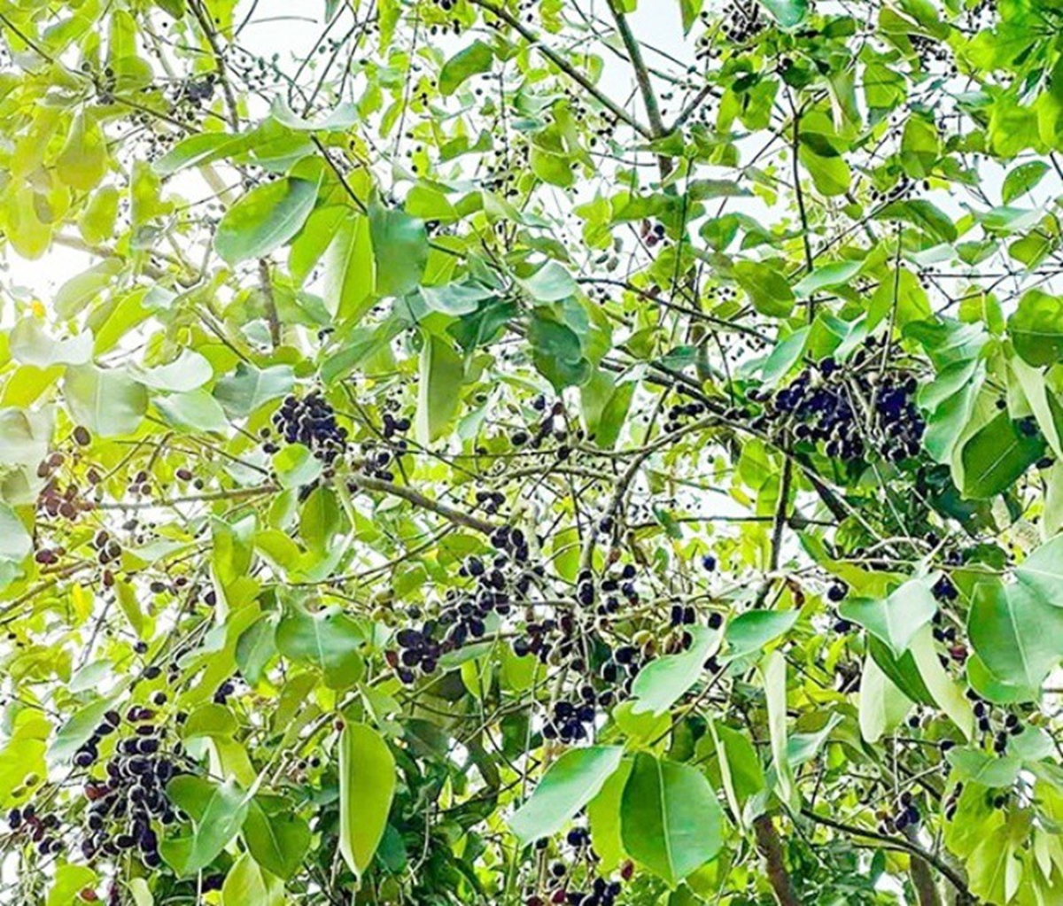 Loại cây dại mọc bờ rào Việt Nam, nay "trời tây" bán nửa triệu/kg- Ảnh 3.