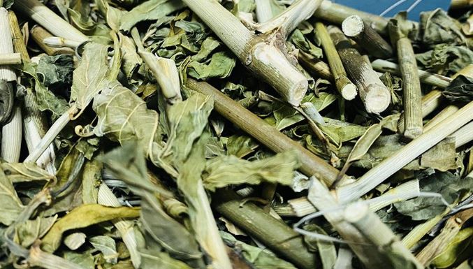 Cây dại mọc đầy bờ rào xưa không ai "ngó", nay thành đặc sản dân phố thích mê, giá 100.000 đồng/kg- Ảnh 4.