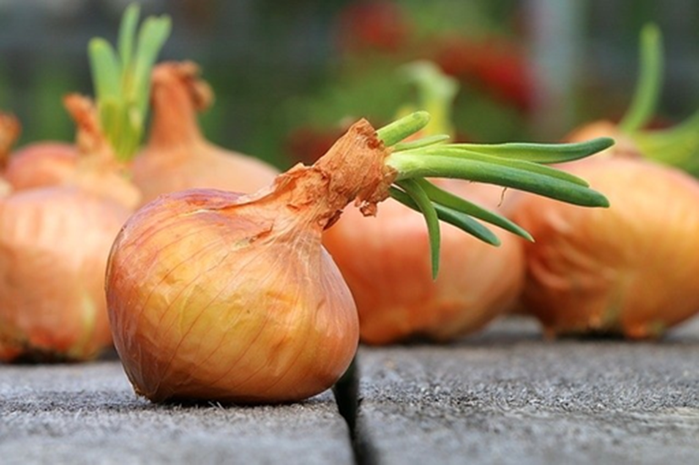 Hành tây mọc mầm, xuất hiện chấm đen ăn được không?- Ảnh 2.