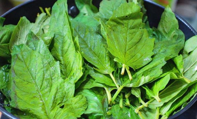Cây người Việt thường chỉ ăn hạt, không ngờ lá cũng "quý như nhân sâm của người nghèo", ở quê mọc um tùm- Ảnh 2.