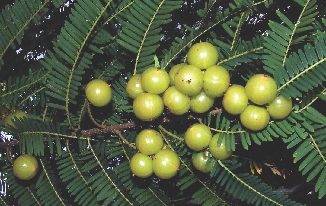 Loại quả dại xưa rụng đầy gốc, nhặt về chế biến kiểu này "hái ra tiền" nửa triệu/kg- Ảnh 1.