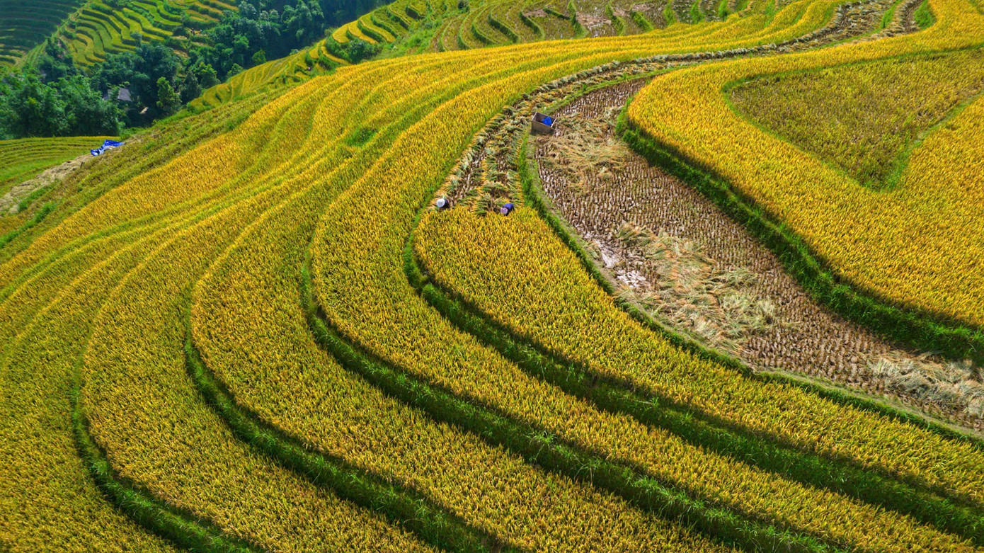 Lúa chín vàng, thơm ngát ở ngôi làng Việt đẹp nhất châu Á- Ảnh 6.