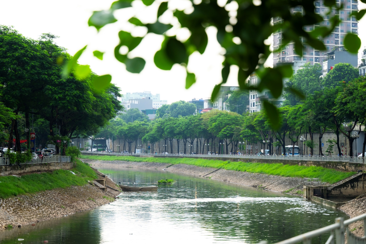 Hiện tượng hiếm thấy: Cá bơi tung tăng từng đàn trên sông Tô Lịch- Ảnh 3.