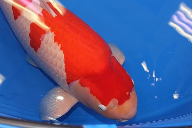 Con cá Koi được bán với giá 47 tỷ đồng, hé lộ lý do- Ảnh 1.