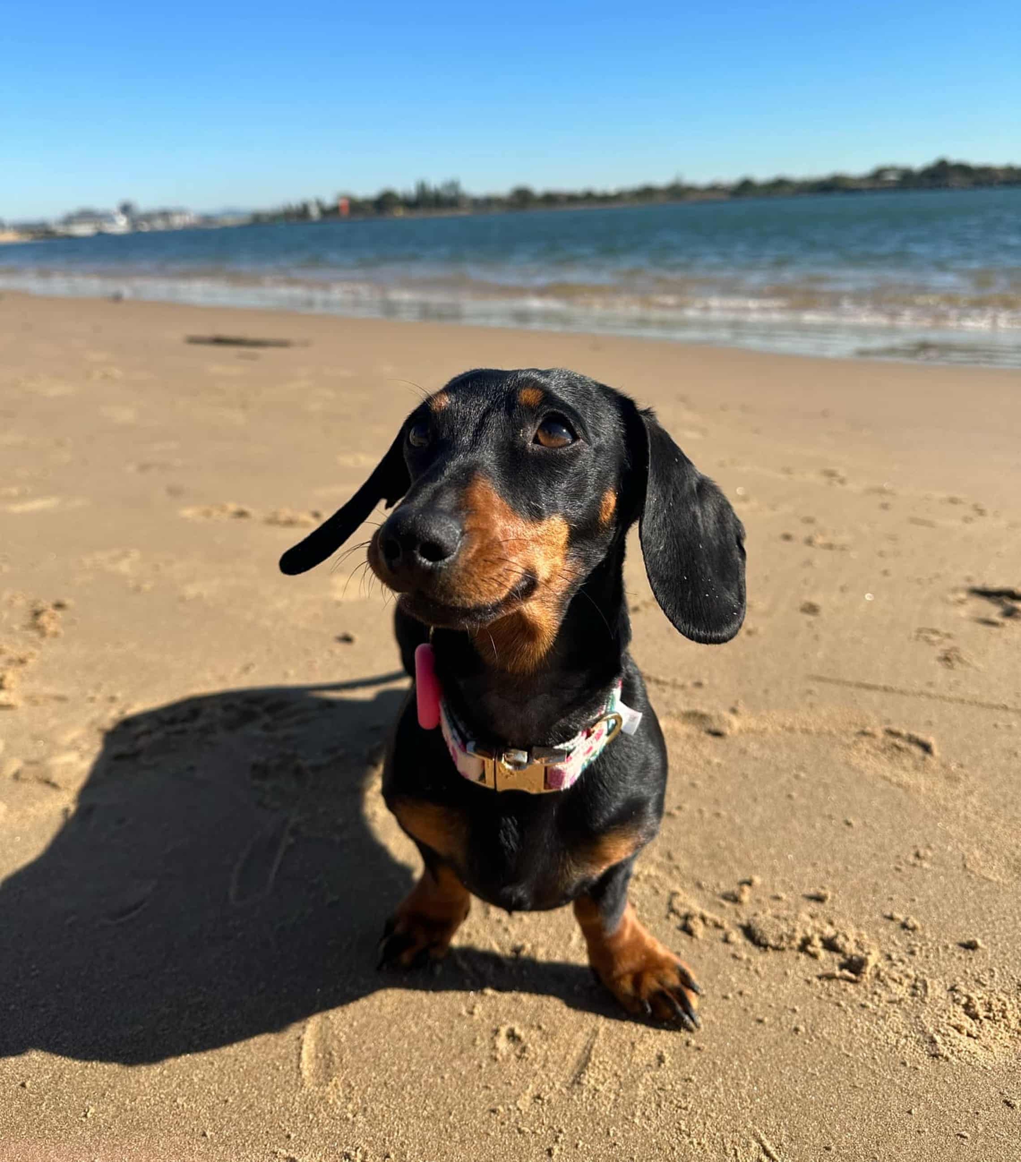 Ch&uacute; ch&oacute; x&uacute;c x&iacute;ch n&agrave;y đ&atilde; dạy ch&uacute;ng ta điều g&igrave;?- Ảnh 1.