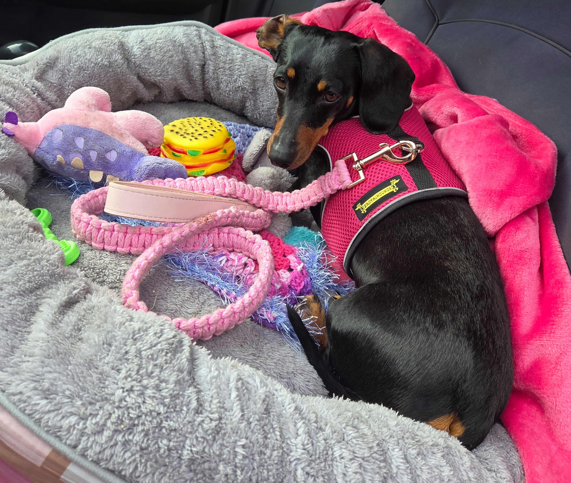 Ch&uacute; ch&oacute; x&uacute;c x&iacute;ch n&agrave;y đ&atilde; dạy ch&uacute;ng ta điều g&igrave;?- Ảnh 3.