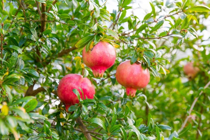 Những tập tục kỳ lạ mừng năm mới tr&ecirc;n thế giới- Ảnh 7.