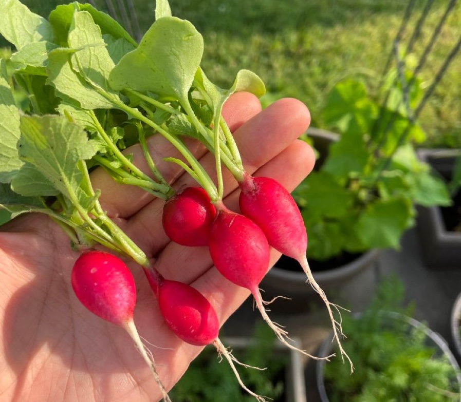 Chợ Việt mùa này sẵn 4 loại rau củ "bơm" sắt từ thiên nhiên: Chị em ăn để bổ máu, dưỡng da, ngủ ngon, già chậm- Ảnh 2. Chợ Việt mùa này sẵn 4 loại rau củ "bơm" sắt từ thiên nhiên: Chị em ăn để bổ máu, dưỡng da, ngủ ngon, già chậm- Ảnh 2.