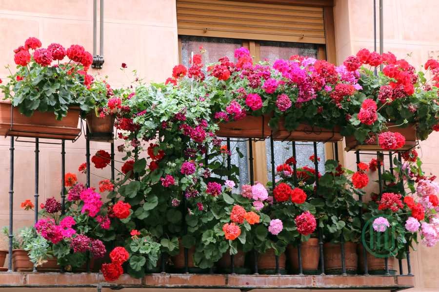 4 cây cảnh 4 cây cảnh