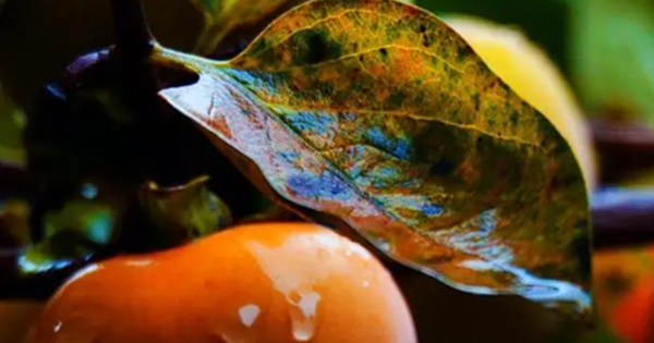 Loại l&aacute; xưa rụng đầy gốc kh&ocirc;ng ai nhặt nay th&agrave;nh dược liệu qu&yacute; bảo vệ tim mạch, giảm mỡ m&aacute;u, l&agrave;m mờ nếp nhăn...