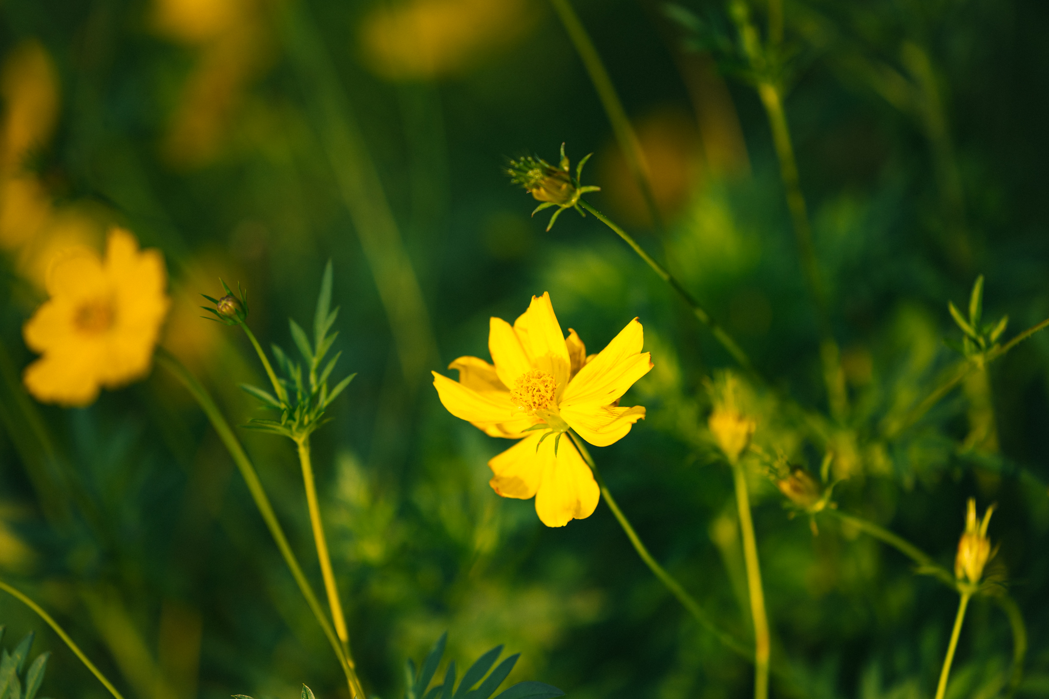 Ảnh, clip: H&agrave; Nội v&agrave; TP.HCM thật lạ trong s&aacute;ng đầu năm 2026- Ảnh 23.