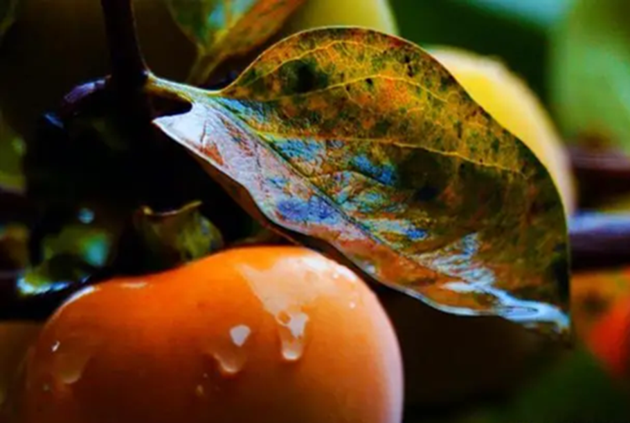 Loại l&aacute; xưa rụng đầy gốc kh&ocirc;ng ai nhặt nay th&agrave;nh dược liệu qu&yacute; bảo vệ tim mạch, giảm mỡ m&aacute;u, l&agrave;m mờ nếp nhăn...- Ảnh 1.