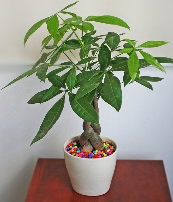 8 lo&agrave;i c&acirc;y l&agrave; 